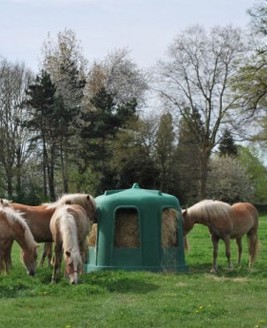 CLoche à foin entourée de chevaux