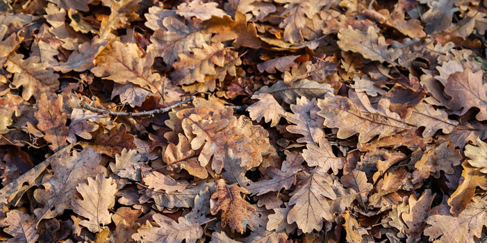 feuilles sèches