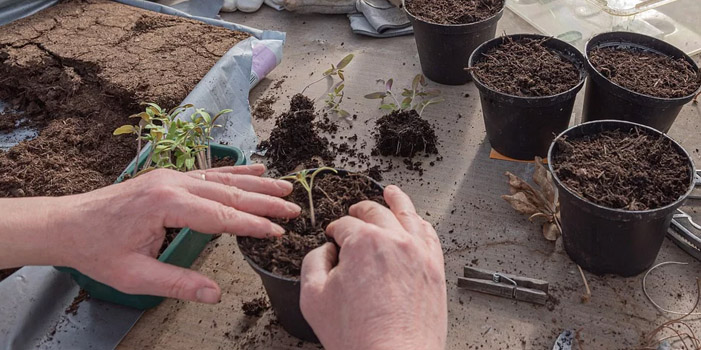 Terreau Léger Plantes d'Intérieur Algoflash