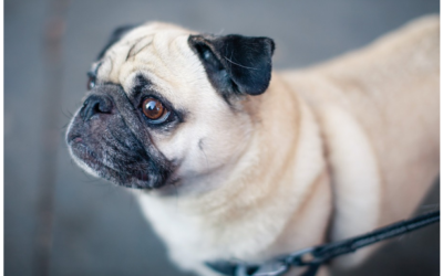 Le collier de dressage pour chien