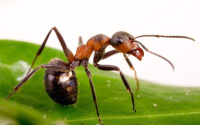 Un traitement efficace pour exterminer définitivement les fourmis charpentières
