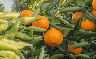 Différences entre mandarine et clémentine