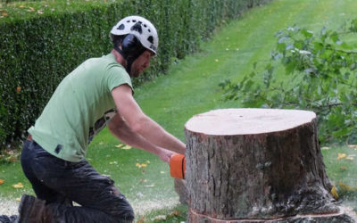 Pourquoi élaguer un arbre ?