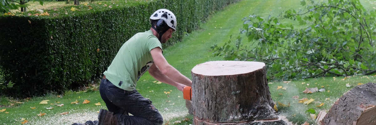 Entreprise d'élagage d'arbre